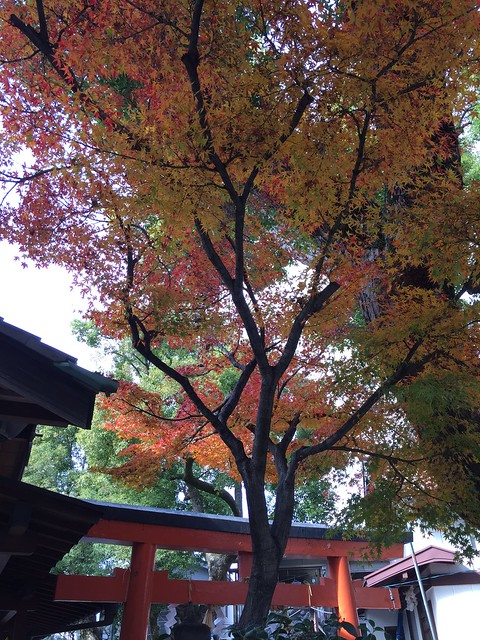 Beautiful autumn at the shrine