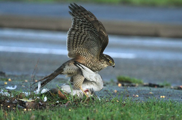 Sparrowhawk female with prey