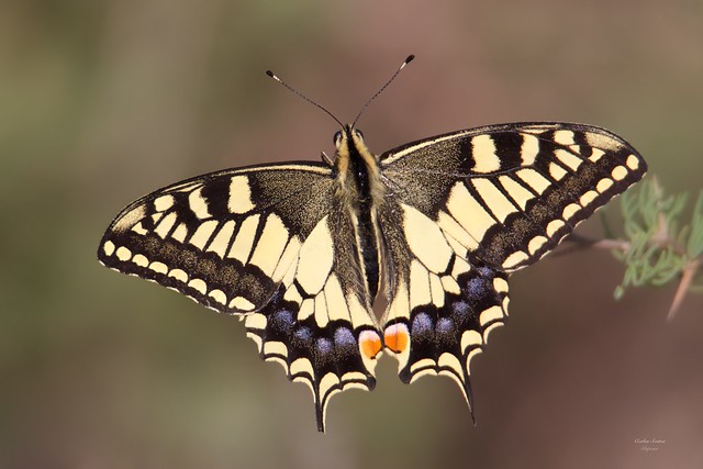 Borboleta Cauda de Andorinha (Papilio machaon) - On Explore