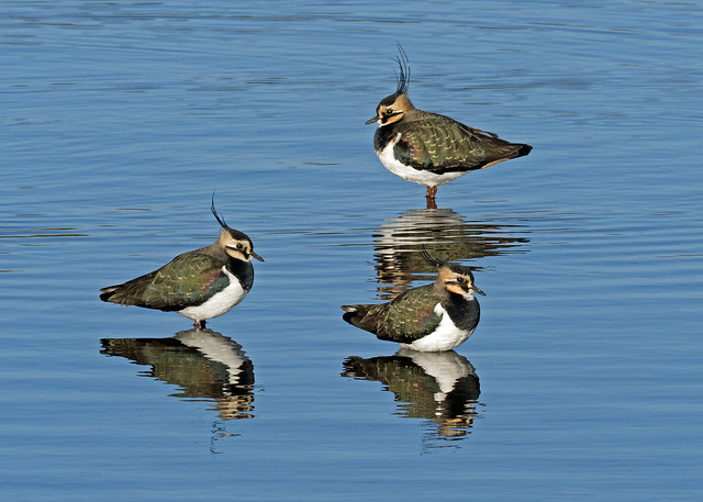 Lapwings at Rest