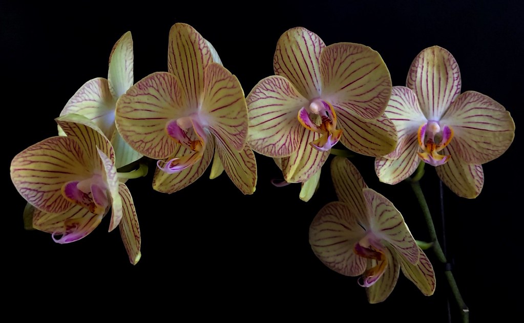 Phalaenopsis.