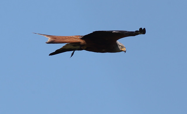 Red Kite with marsh frog . ( Archive raid )
