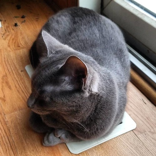 ALL YOUR WARM ARE BELONG TO ME #catsofinstagram #graycat