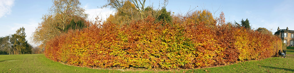 Woodthorpe Park 01 hedge panorama