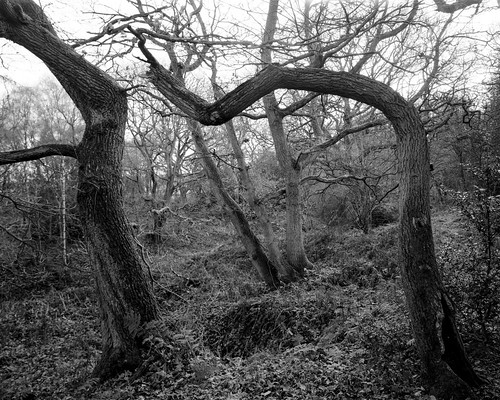 walkertitansf monochrome blackandwhite 4x5 hyonswood largeformat ancientwoodland ruralnortheast landscape tree