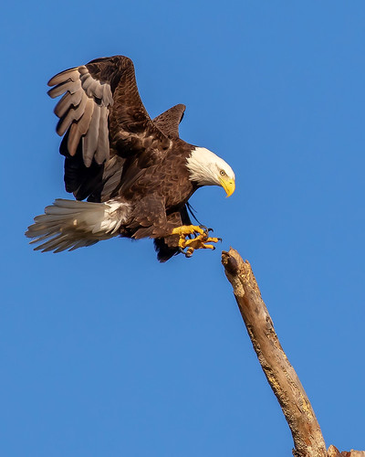 outdoor raptor eagle flight dennis adair sky nature wildlife 7dm2 7d ii ef100400mm canon florida bird