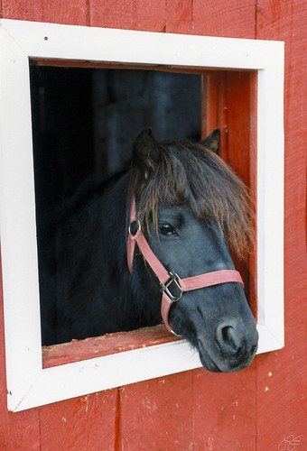 Horse window | by Jersey JJ