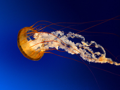 Jellyfish | by necmiakarsu10