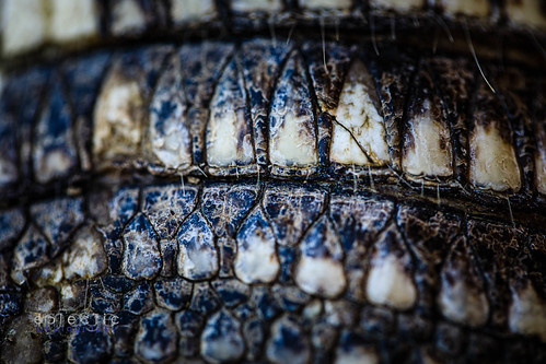 Embedded Teeth | by wblj365