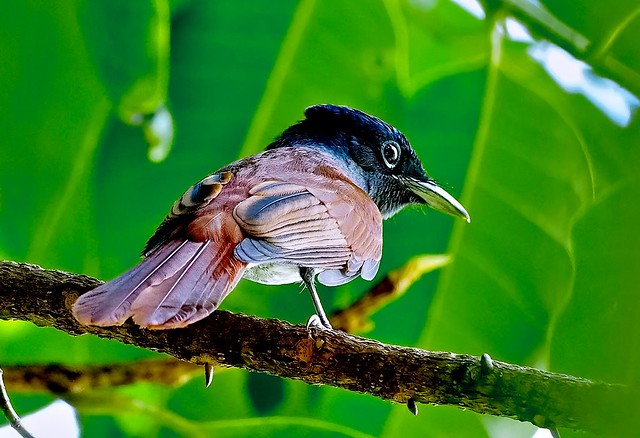 Winter Visitor: Asian Paradise Flycatcher