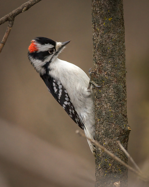 Male Downy Woodpecker | Dryobates pubescens