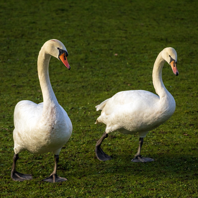 Newstead Abbey 02 swans