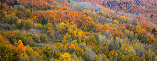 Ormanda Sonbahar Renkleri (Autumn Colors in the Forest)