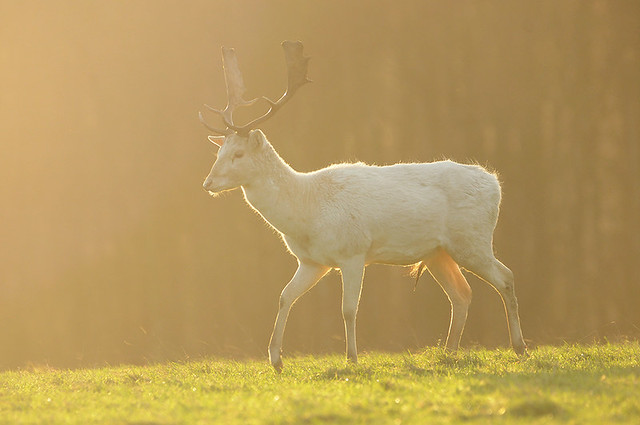 White Buck in Winter Light