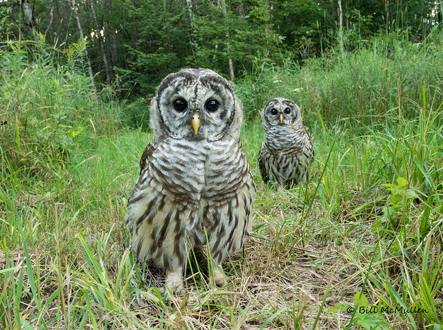 Barred Owlets in Grassy Clearing