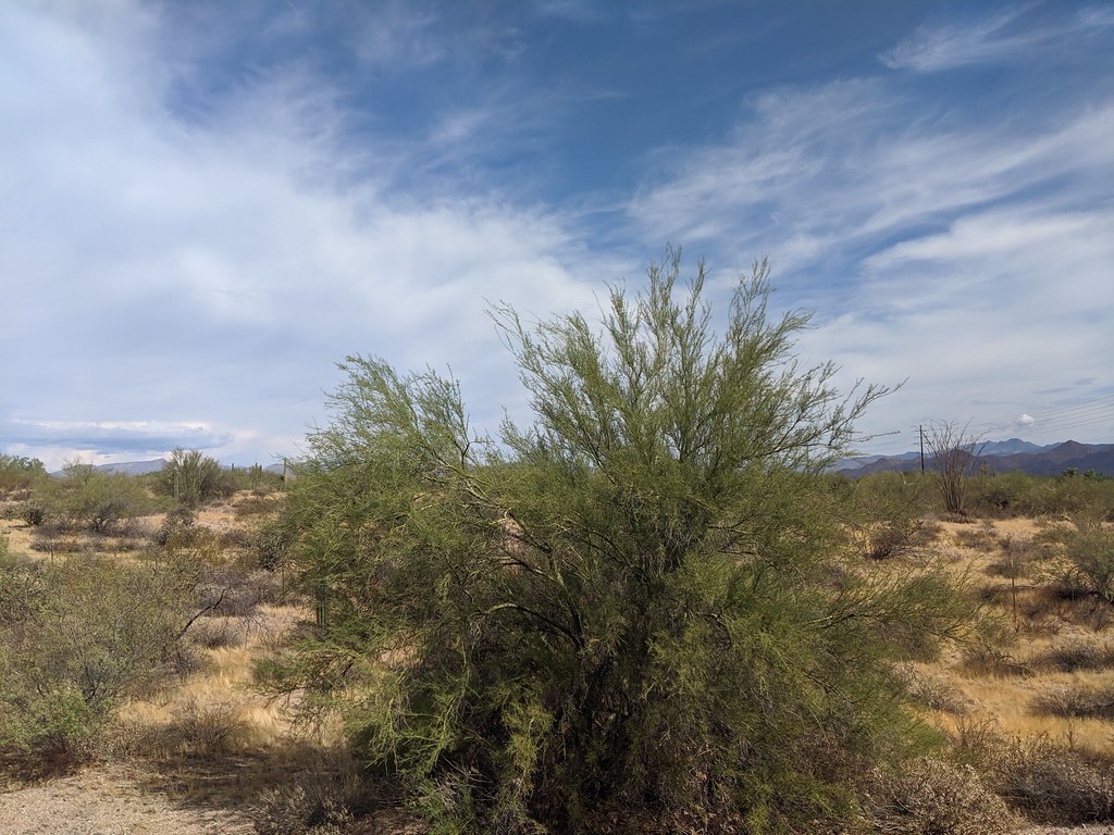 Scout Trail (Youth Groups Only)