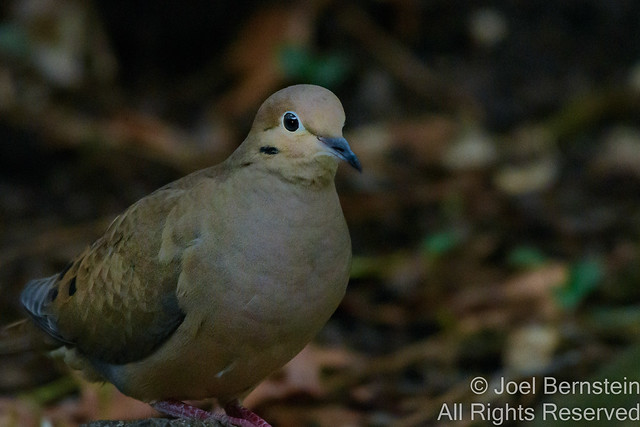 Mourning Dove  - Fall 2020-167.jpg