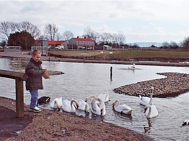 Ryan feeding swans at WWT, Slimbridge.