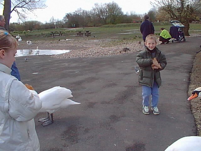 Ryan & Becky feeding swans at WWT, Slimbridge