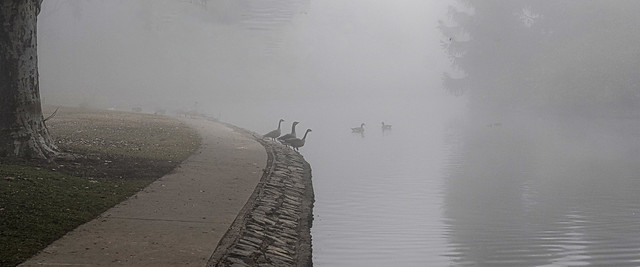 Three Geese Deciding Who Has to Jump in First! (Amazing Fog Series No. 3)