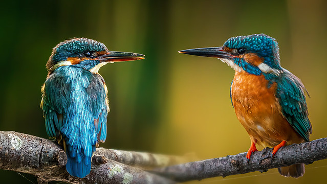 Mrs (l) and Mr (r) Kingfisher