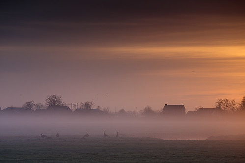 zoeterwoude zuidholland netherlands greenheart groenehart holland nederland dutch polder mist fog goose geese farm sunrise