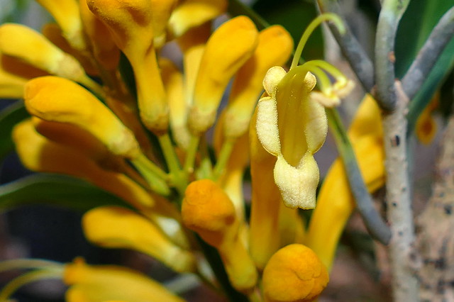 Oxera gmelinoides