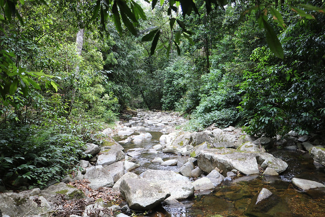 Cockerawombeeba creek with Red Carabeen (Karrabina benthamiana)