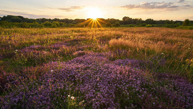 Purple fields