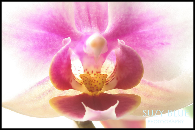 Orchid (flowering again!)