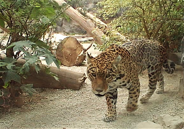 A leopard at Loro Park in Puerto de la Cruz, Tenerife.