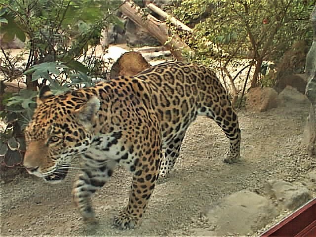 A leopard at Loro Park in Puerto de la Cruz, Tenerife.