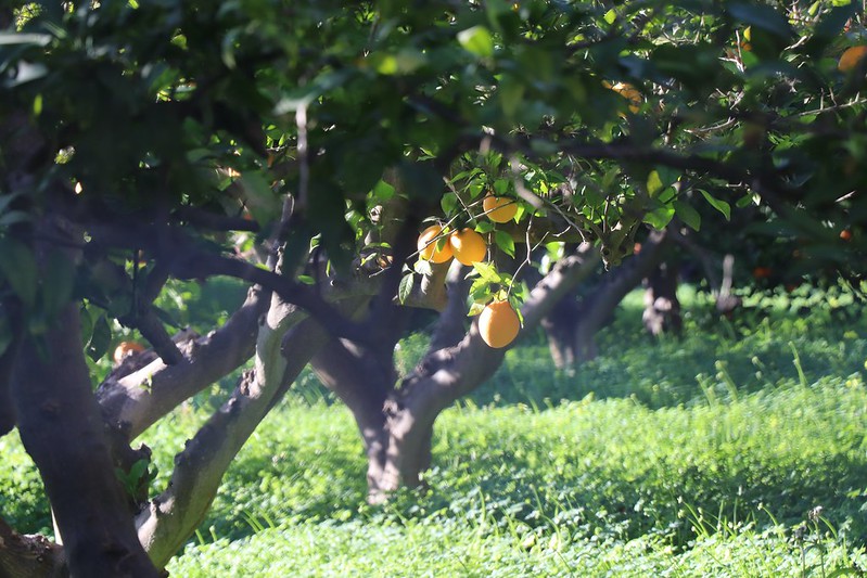 Oranges growing in Murcia