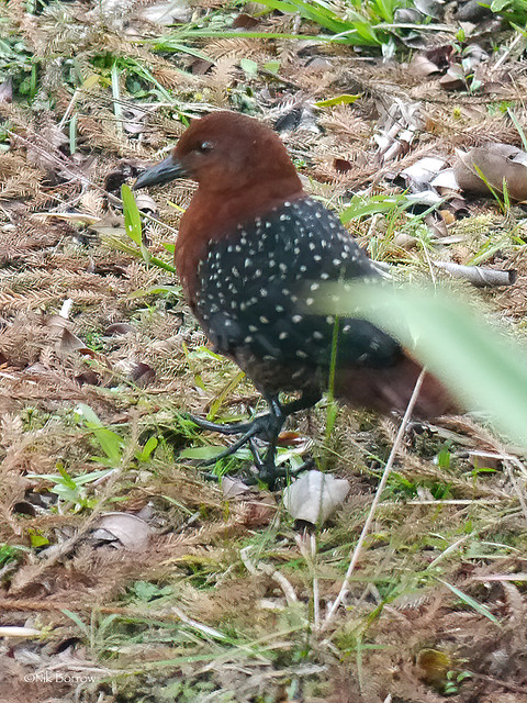 Forbes's Forest Rail Rallicula f. forbesi