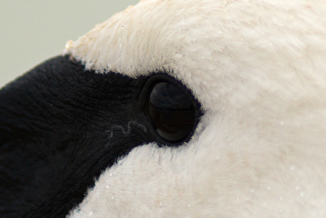 In the Eye of the Beholder | Trumpeter Swan