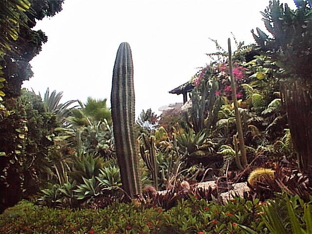 A large cactus at Loro Park in Puerto de la Cruz, Tenerife.