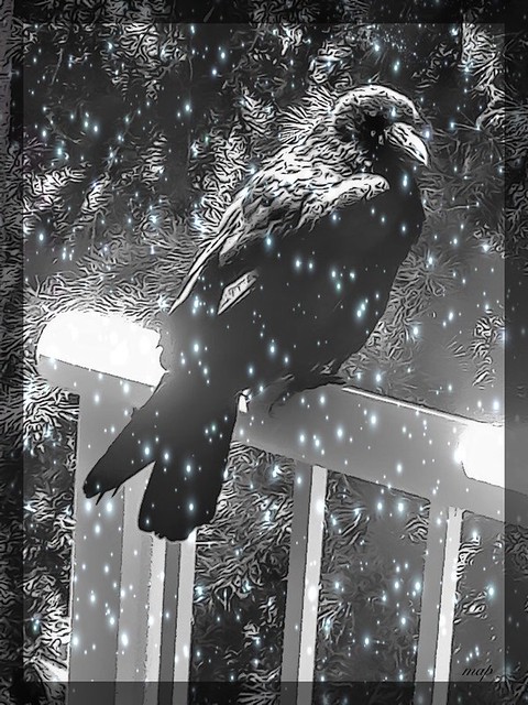 Winter Crow!