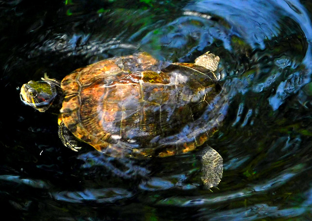 Water turtle