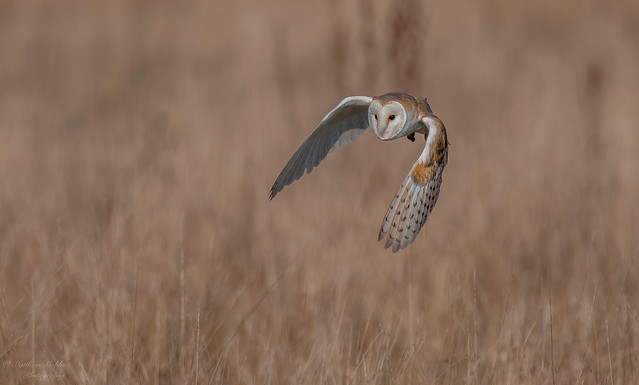 Barn Owl, Norfolk UK