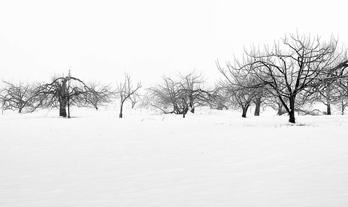 harpswell maine fog orchard snow monotone bw