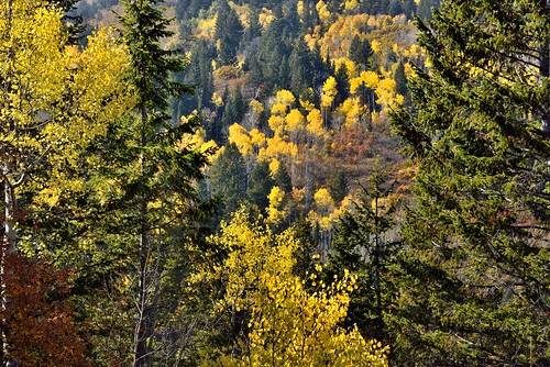 alpineloopdrive alpineloopscenicbackway americanforkcanyon aspen aspenleaves aspentrees aspens autumncolors autumnleafcolors azimuth247 blueskies capturenx2edited centralwasatchrange colorefexpro colorofleaves coloroftrees day8 evergreentrees evergreens hillsideoftrees landscape leafcolors lookingwest mountainside multitudeofplantleafcolors nature nikond800e outside populustremuloides project365 quakies quakingaspen rockymountains stateroute92 sunny talltrees talltreesallaround trees uintanationalforest uintawasatchcachenationalforest utahhwy92 utahnationalparks2017 utahstateroute92 wasatchrange westernrockymountains ut unitedstates