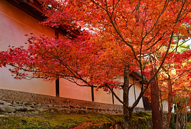 A white wall in a temple in Kyoto and autumn leaves