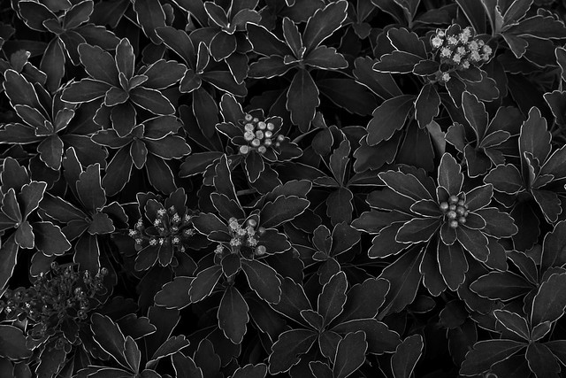 plants in monochrome