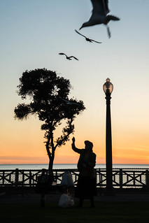 Bird Lady of Santa Monica