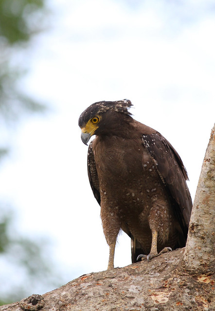 Crested Serpent-Eagle, Kaziranga NP, Assam, India, April 2013