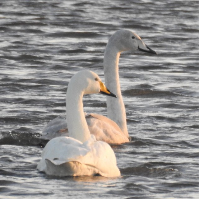 Adult and Immature Whooper Swan