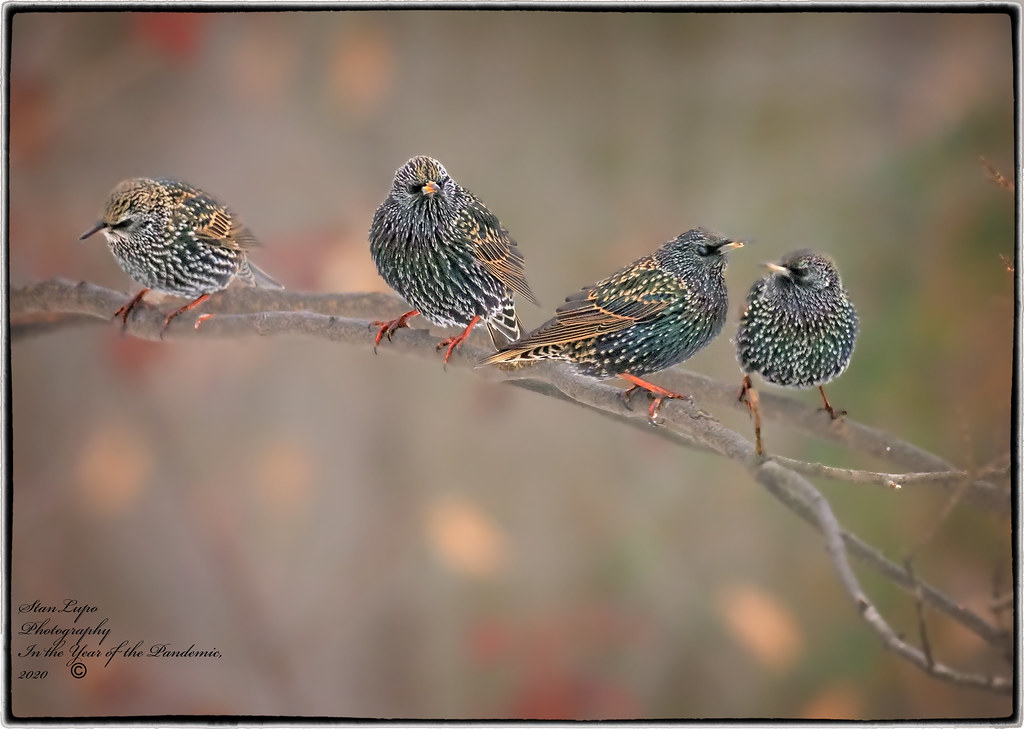The Starlings Quartet 2 12_21_20