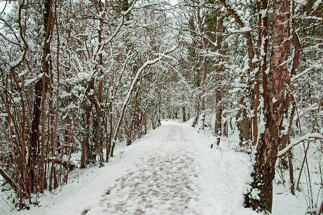 Winter footsteps
