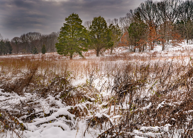 Red Cote Preserve - First Day of Winter 2020-21-3.jpg