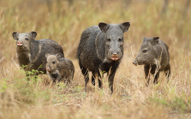 A Family of Peccaries